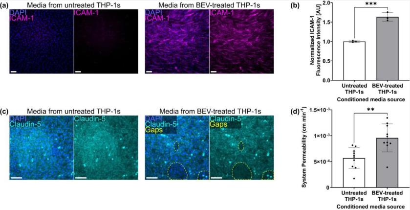 Immunofluorescence and permeability analysis showing ICAM-1 upregulation, Claudin-5 tight junction gap formation, and lucifer yellow permeability increase in a blood-brain barrier-on-chip model treated with BEV-stimulated macrophage conditioned medium.