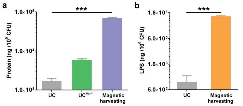 Bar graphs comparing OMV harvesting yields from E. coli cultured with PEGylated MNPs using magnetic harvesting versus conventional ultracentrifugation, based on total protein and LPS content.