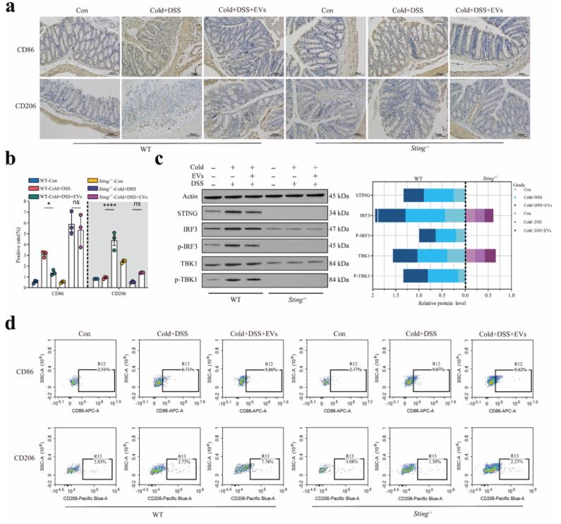 Immunohistochemistry, Western blot, and flow cytometry analysis demonstrating Streptococcus hyointestinalis EV-mediated STING pathway inhibition and M2 macrophage polarization in wild-type versus Sting knockout mice.